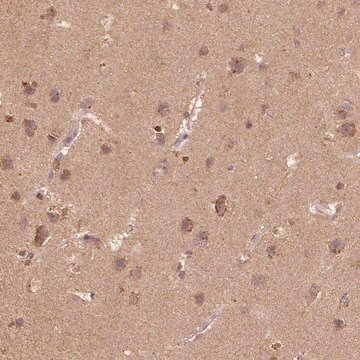 Anti-AP2B1 antibody produced in rabbit Prestige Antibodies&#174; Powered by Atlas Antibodies, affinity isolated antibody