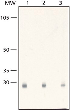 Anti-Peroxiredoxin 3 antibody produced in rabbit IgG fraction of antiserum, buffered aqueous solution