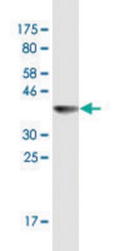 Monoclonal Anti-CSE1L antibody produced in mouse clone 2F4, ascites fluid, solution