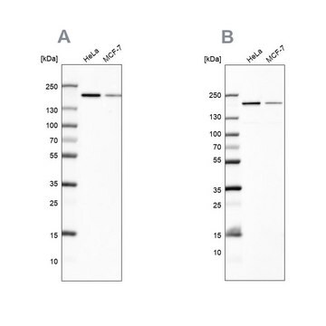 Anti-ROCK2 antibody produced in rabbit Prestige Antibodies&#174; Powered by Atlas Antibodies, affinity isolated antibody