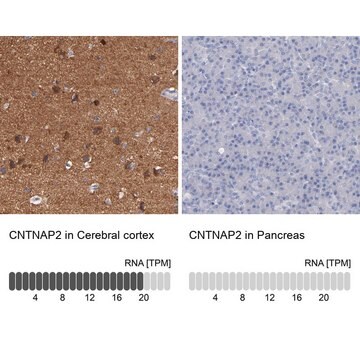 抗CNTNAP2抗体 ウサギ宿主抗体 Prestige Antibodies&#174; Powered by Atlas Antibodies, affinity isolated antibody, buffered aqueous glycerol solution