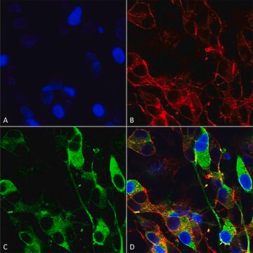 Monoclonal Anti-Gfap - Rpe antibody produced in mouse clone S206A-8, purified immunoglobulin