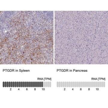 Anti-PTGDR antibody produced in rabbit Prestige Antibodies&#174; Powered by Atlas Antibodies, affinity isolated antibody, buffered aqueous glycerol solution