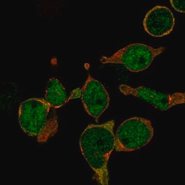 Anti-LMO2 antibody produced in rabbit Prestige Antibodies&#174; Powered by Atlas Antibodies, affinity isolated antibody