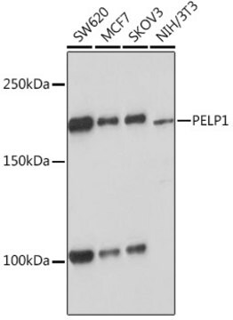 Anti-PELP1 Antibody, clone 9V9A5, Rabbit Monoclonal