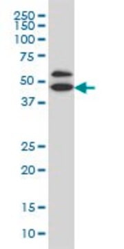 Monoclonal Anti-GDI1 antibody produced in mouse clone 1H3, purified immunoglobulin, buffered aqueous solution