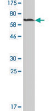 Monoclonal Anti-MAGEA11 antibody produced in mouse clone 1C11, ascites fluid