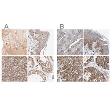 Anti-GCN1 antibody produced in rabbit Prestige Antibodies&#174; Powered by Atlas Antibodies, affinity isolated antibody, buffered aqueous glycerol solution, Ab3