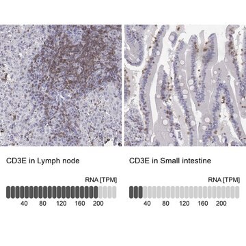 Anti-CD3E antibody produced in rabbit Prestige Antibodies&#174; Powered by Atlas Antibodies, affinity isolated antibody, buffered aqueous glycerol solution