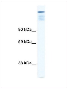 Anti-ZFP106 antibody produced in rabbit affinity isolated antibody