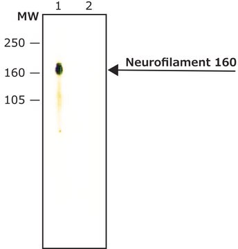 モノクロナール抗ニューロフィラメント160 マウス宿主抗体 ~2&#160;mg/mL, clone RMO44, purified immunoglobulin, buffered aqueous solution