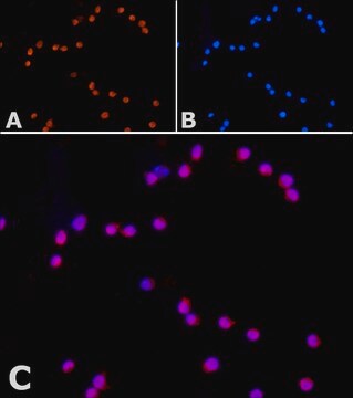 Anti-Orai1 兔抗 ~1.0&#160;mg/mL, affinity isolated antibody, buffered aqueous solution