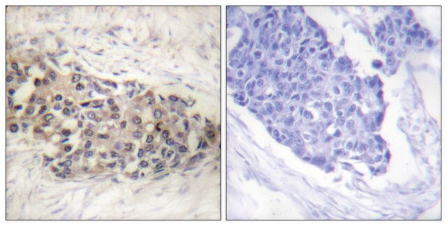 抗USF2抗体 ウサギ宿主抗体 affinity isolated antibody