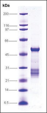 RAR&#946;, ligand binding domain (173-409), GST tagged human recombinant, expressed in E. coli, &#8805;80% (SDS-PAGE)