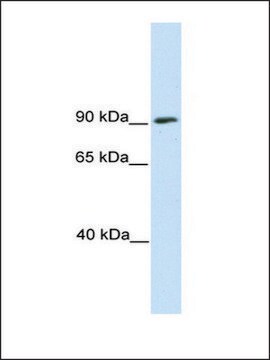 Anti-SREBF1 (AB1) antibody produced in rabbit affinity isolated antibody