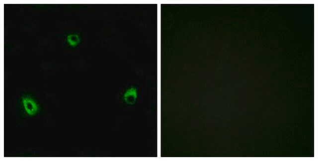 Anti-OR10A4 antibody produced in rabbit affinity isolated antibody