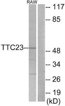 Anti-TTC23 antibody produced in rabbit affinity isolated antibody