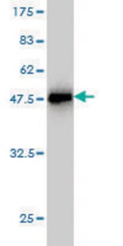 Monoclonal Anti-PRL, (C-terminal) antibody produced in mouse clone 1E1, purified immunoglobulin, buffered aqueous solution