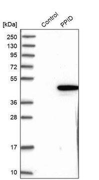 Anti-PPID antibody produced in rabbit Prestige Antibodies&#174; Powered by Atlas Antibodies, affinity isolated antibody, buffered aqueous glycerol solution, Ab1