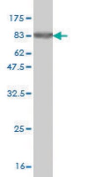 Monoclonal Anti-ZNF38 antibody produced in mouse clone 4B3, purified immunoglobulin, buffered aqueous solution