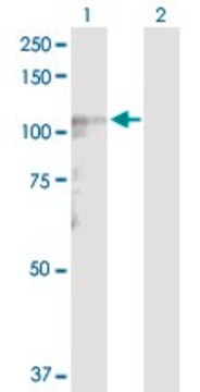 Anti-LARS2 antibody produced in rabbit purified immunoglobulin, buffered aqueous solution