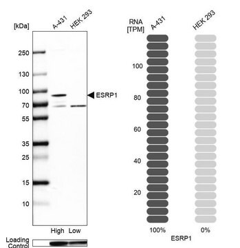 Anti-ESRP1 antibody produced in rabbit Prestige Antibodies&#174; Powered by Atlas Antibodies, affinity isolated antibody