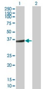 Monoclonal Anti-FRZB antibody produced in mouse clone 1H8, purified immunoglobulin, buffered aqueous solution