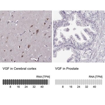 抗VGF ウサギ宿主抗体 Prestige Antibodies&#174; Powered by Atlas Antibodies, affinity isolated antibody, buffered aqueous glycerol solution