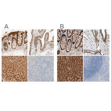 Anti-SELENBP1 antibody produced in rabbit Prestige Antibodies&#174; Powered by Atlas Antibodies, affinity isolated antibody, buffered aqueous glycerol solution, Ab1