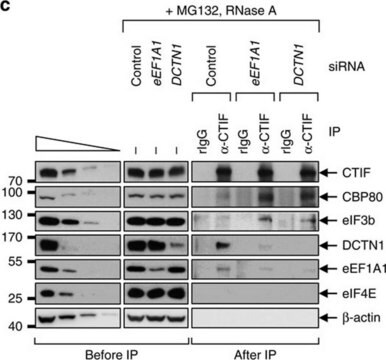 Anti-EF1&#945;-Antikörper, Klon CBP-KK1 clone CBP-KK1, Upstate&#174;, from mouse