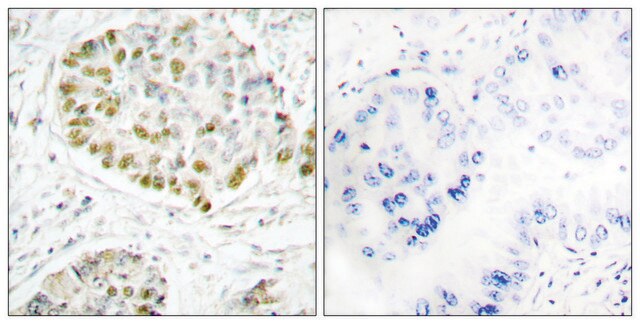 Anti-STAT5A antibody produced in rabbit affinity isolated antibody