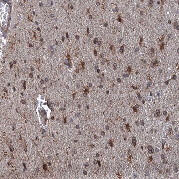 Anti-ARMC5 antibody produced in rabbit Prestige Antibodies&#174; Powered by Atlas Antibodies, affinity isolated antibody, buffered aqueous glycerol solution