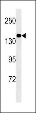 ANTI-MED14 antibody produced in mouse crude ascites, buffered aqueous solution