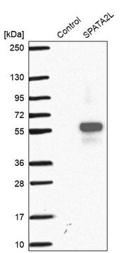 Anti-SPATA2L antibody produced in rabbit Prestige Antibodies&#174; Powered by Atlas Antibodies, affinity isolated antibody, buffered aqueous glycerol solution