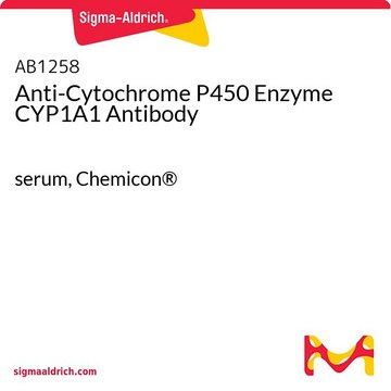 Anti-Cytochrome P450 Enzyme CYP1A1 Antibody serum, Chemicon&#174;