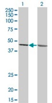 Monoclonal Anti-LFNG antibody produced in mouse clone 3C4, ascites fluid, solution