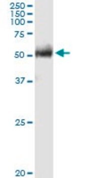 Anti-FPGT antibody produced in rabbit purified immunoglobulin, buffered aqueous solution