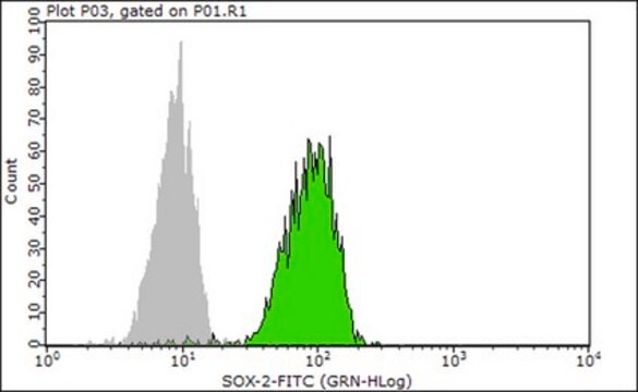 Anti-SOX-2 Antibody, clone 6G1.2, FITC conjugate clone 6G1.2, from mouse, FITC conjugate