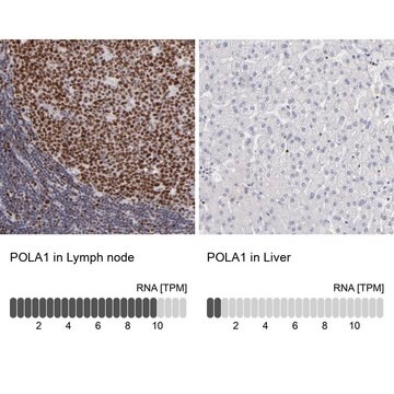 Anti-POLA1 antibody produced in rabbit Prestige Antibodies&#174; Powered by Atlas Antibodies, affinity isolated antibody, buffered aqueous glycerol solution