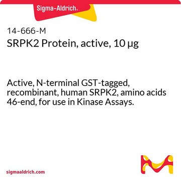 SRPK2 Protein, active, 10 &#181;g Active, N-terminal GST-tagged, recombinant, human SRPK2, amino acids 46-end, for use in Kinase Assays.