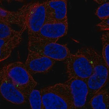 Anti-SLC35D3 antibody produced in rabbit Prestige Antibodies&#174; Powered by Atlas Antibodies, affinity isolated antibody