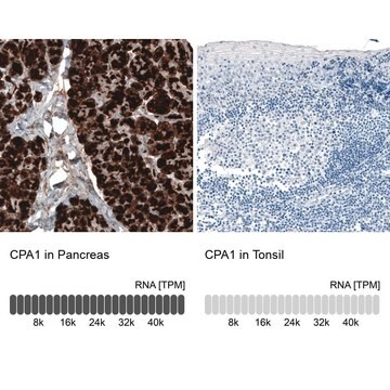 Monoclonal Anti-CPA1 antibody produced in mouse Prestige Antibodies&#174; Powered by Atlas Antibodies, clone CL6607, purified immunoglobulin, buffered aqueous glycerol solution