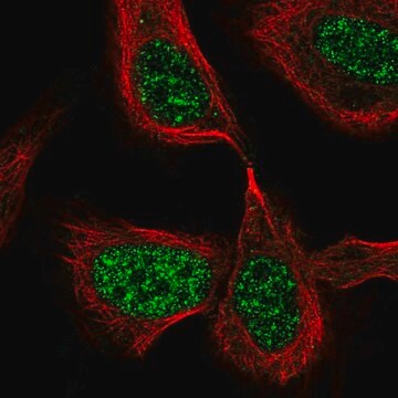 Anti-CDC25C antibody produced in rabbit Prestige Antibodies&#174; Powered by Atlas Antibodies, affinity isolated antibody