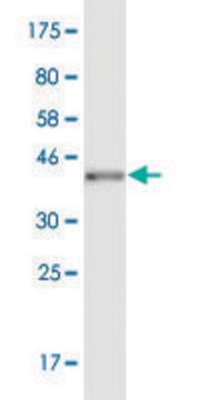 Monoclonal Anti-POU6F2 antibody produced in mouse clone 1D3, purified immunoglobulin, buffered aqueous solution