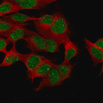 Monoclonal Anti-Cdk19 Antibody Produced In Mouse Prestige Antibodies&#174; Powered by Atlas Antibodies, clone CL14116, affinity isolated antibody, buffered aqueous glycerol solution