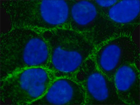 Przeciwciało anty-Ezrin, mysie monoklonalne clone 3C12, purified from hybridoma cell culture