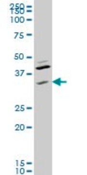 Monoclonal Anti-RNF41 antibody produced in mouse clone 4C2, ascites fluid