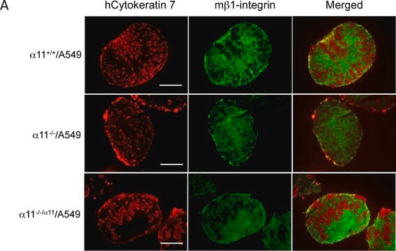 Anticorps anti-intégrine&nbsp;&#946;1, clone&nbsp;MB1.2 clone MB1.2, Chemicon&#174;, from rat