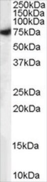 抗MUNC18/STXBP1(アイソフォームA)抗体 ヤギ宿主抗体 affinity isolated antibody, buffered aqueous solution