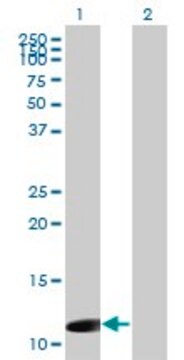 Monoclonal Anti-ORF1-FL49 antibody produced in mouse clone 4E11, purified immunoglobulin, buffered aqueous solution